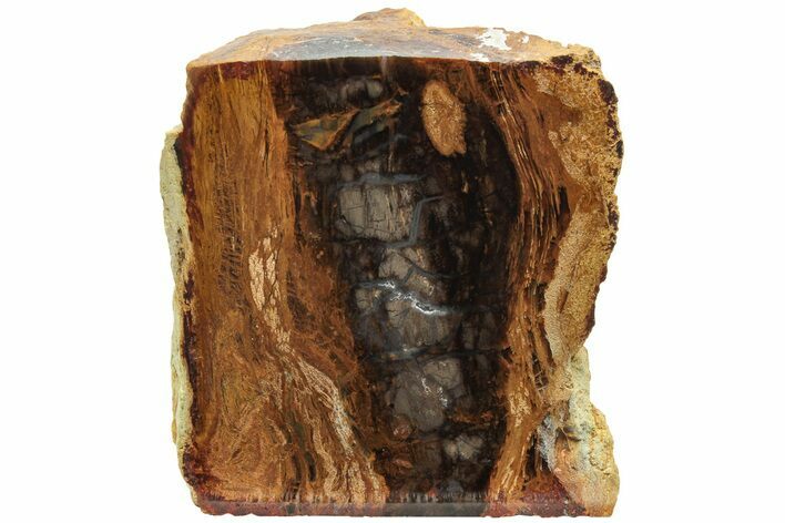 Petrified Wood (Sycamore) Stand-Up - Parker, Colorado #228123